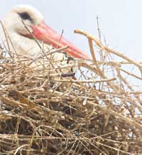 Врабче и щъркел в едно гнездо