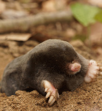 Нов вид бозайник за науката откриха учени в България