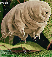 LUCA – прародителят на живите организми на Земята