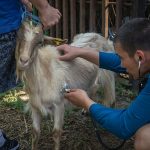 В пазарджишката гимназия от години подготвят ветеринарни техници