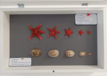 Амонити на 150 млн. години показват нашите полярници