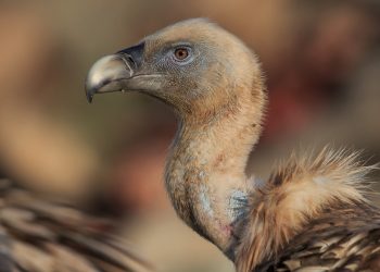 Дивата природа в Източните Родопи на екраните на Nat Geo Wild