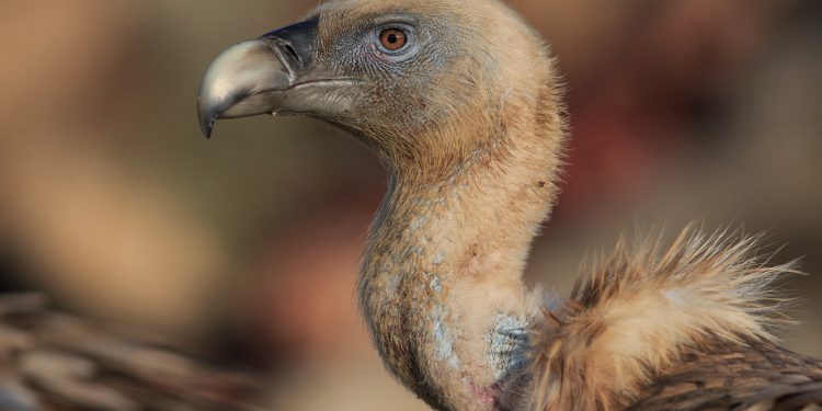 Дивата природа в Източните Родопи на екраните на Nat Geo Wild