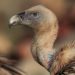 Дивата природа в Източните Родопи на екраните на Nat Geo Wild