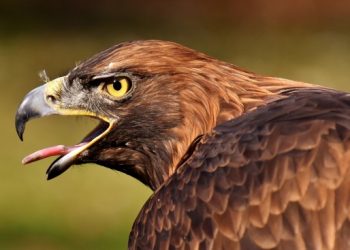 Горска педагогика за най-малките