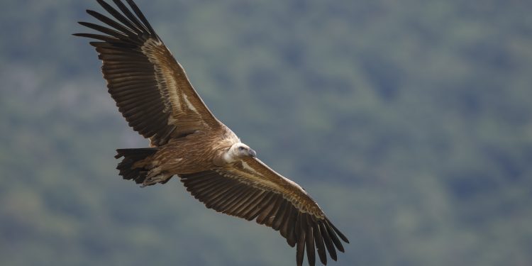 Животът  на белоглавите лешояди отблизо