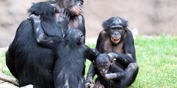 Бонобо – грижовните осиновители