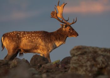 Галопиращата природа  на Родопите