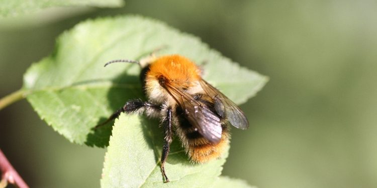 „Заселват“ 2 милиона пчели във Виена