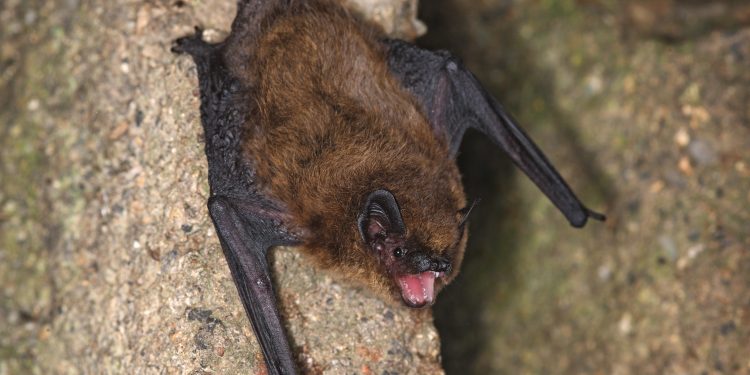 Виена чипира прилепите си