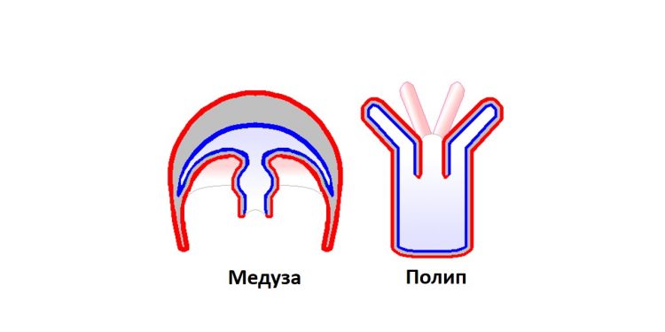 Рифове, атоли и корали