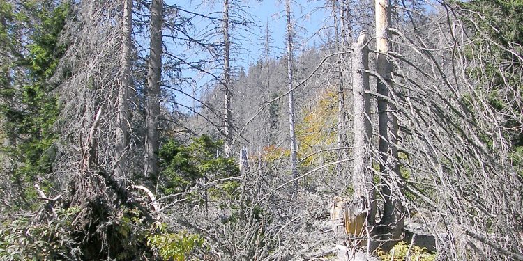 Лесовъдството е изкуство