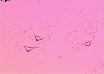 Изкуствени микророботи