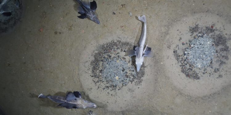 Най-много риби обитават под леда на Антарктида