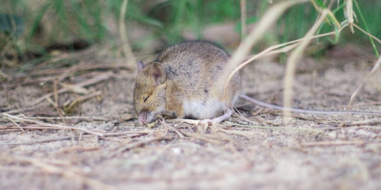 Сънят на мишките