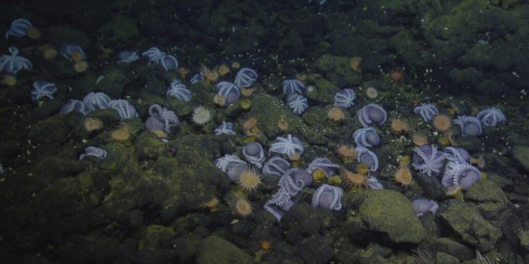 Градината  на октоподите