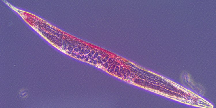 Затлъстяването е сериозна пандемия