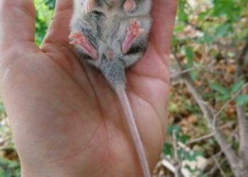 Потайните пазители на гората