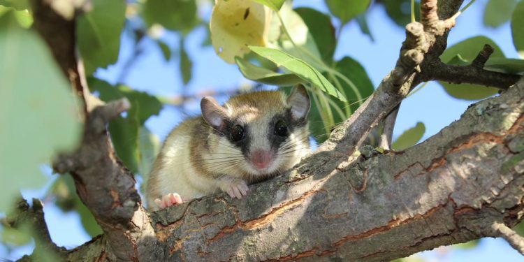 Потайните пазители на гората