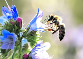 Как промените в климата за сягат пчелите*