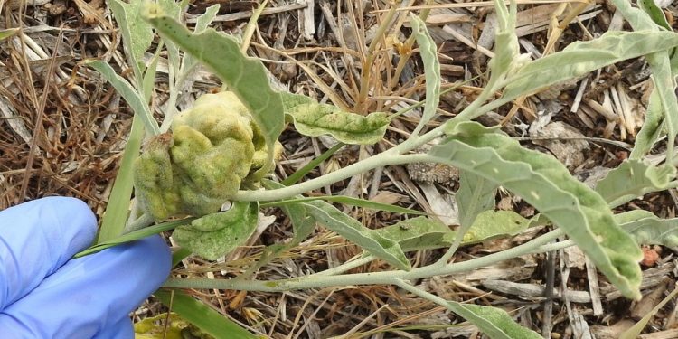 Опасни червеи паразити за земеделските култури*