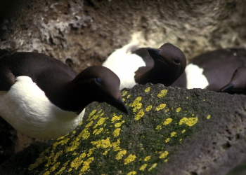 Морските горещи вълни  са катастрофални*