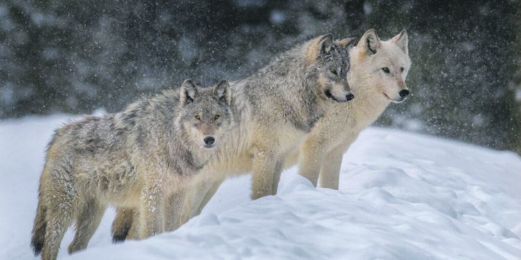 Паразит прави вълците по-смели