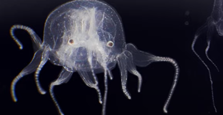 Откриха нова кубомедуза