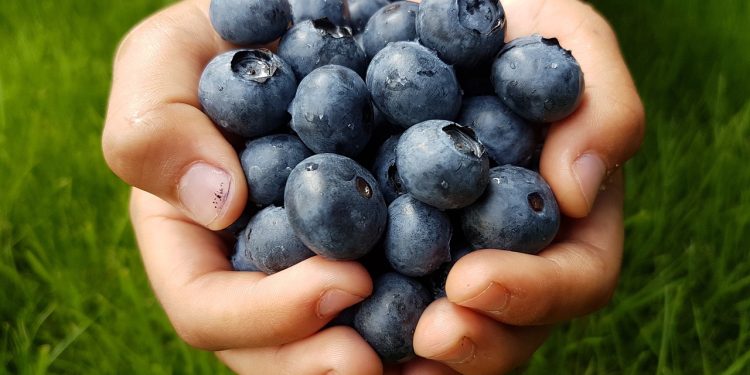 Повече биопродукти за учениците по „Училищен плод“