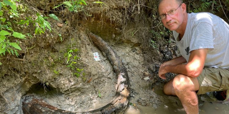 Откриха удивително запазен мамутски бивен зъб
