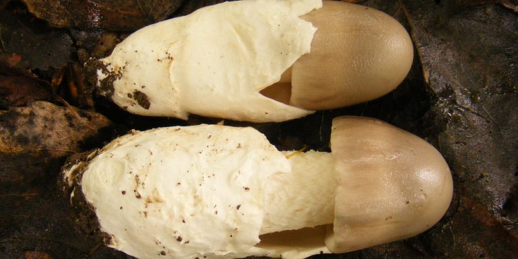 Открит е нов вид гъба в столичен парк