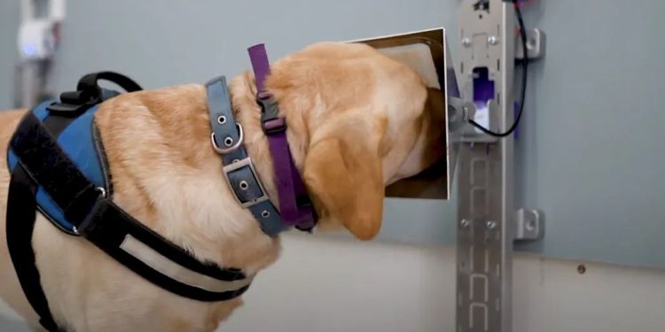 Кучета и изкуствен интелект заедно в борбата с рака
