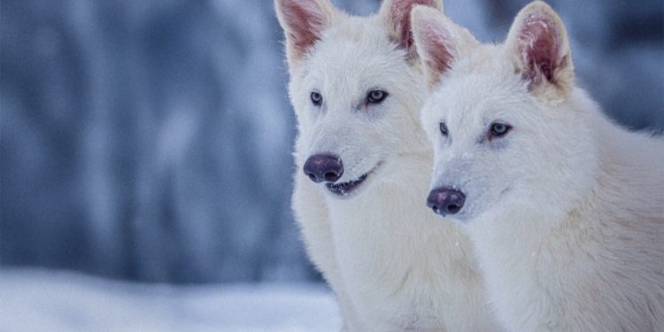 Родиха се вълчета, невиждани от хилядолетия