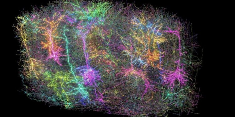 Учени картографираха част от мозъка на мишка