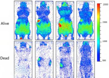 Всички живи организми излъчват сияние