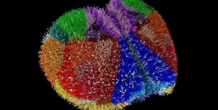 Създадоха виртуален образ на мозък на мишка