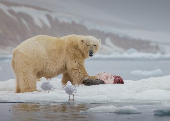 Белите мечки изхранват и други арктически видове