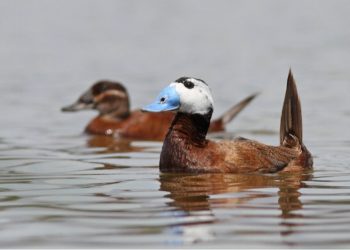 Застрашената тръноопашата потапница зимува у нас