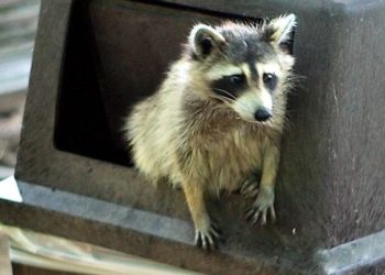 Енотите показват склонност към опитомяване