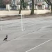 Животните са много пластични и се приспособяват лесно към човешката среда, казва проф. Николай Спасов от Природонаучния музей